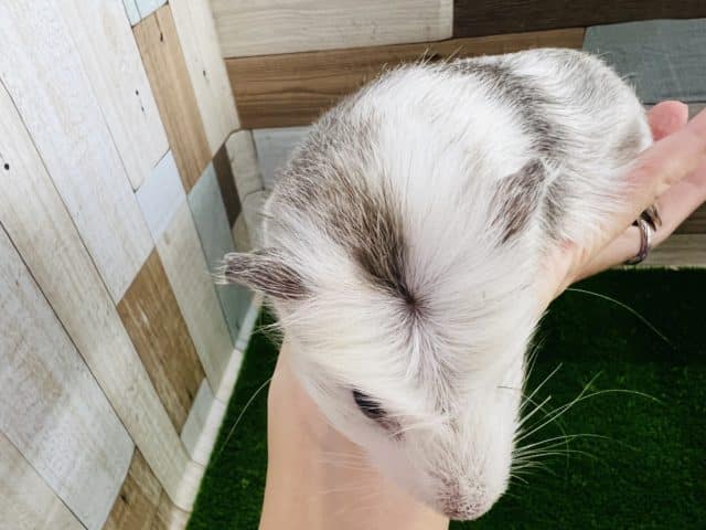 クレステッドモルモット