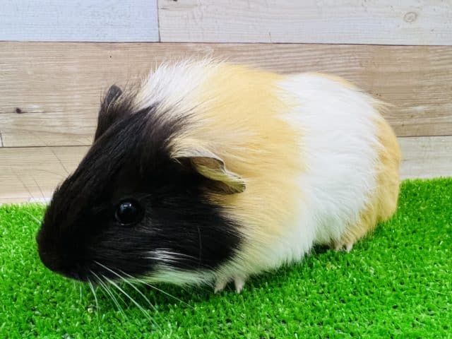 イングリッシュモルモット