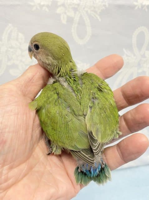 コザクラインコ（小桜インコ）