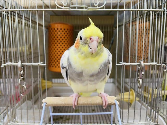 オカメインコ