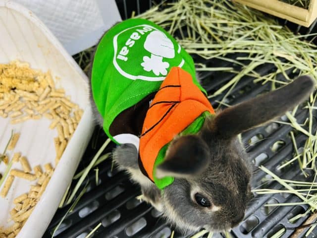 ネザーランドドワーフ