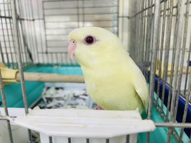 サザナミインコ