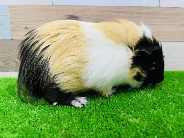 イングリッシュモルモット