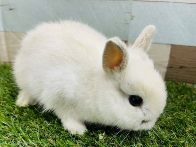 ネザーランドドワーフ