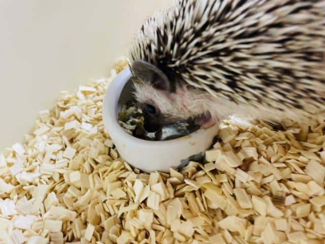 ハリネズミ（ヨツユビハリネズミ）