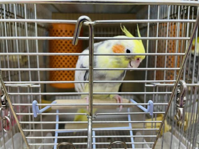 オカメインコ