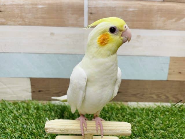 オカメインコ