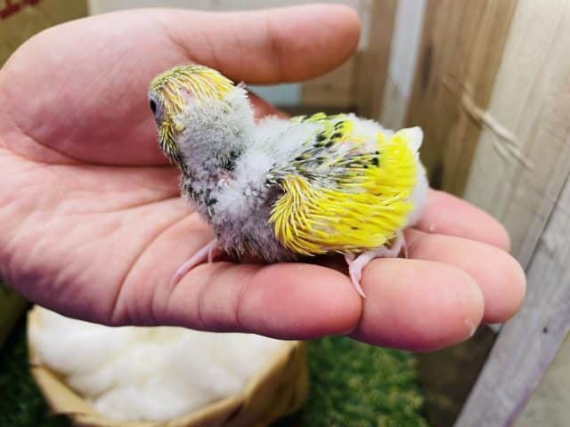 セキセイインコ