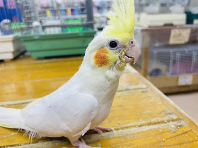 オカメインコ