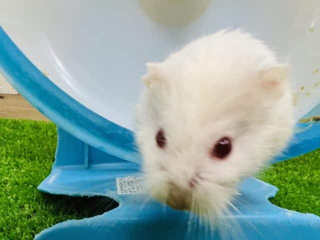  ロボロフスキーハムスター