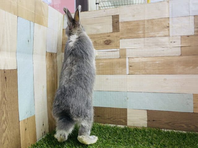 ネザーランドドワーフ