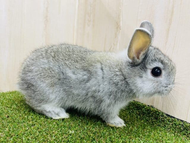 ネザーランドドワーフ