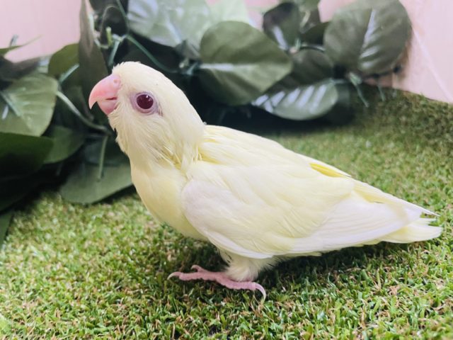 サザナミインコ