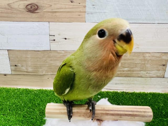 コザクラインコ（小桜インコ）