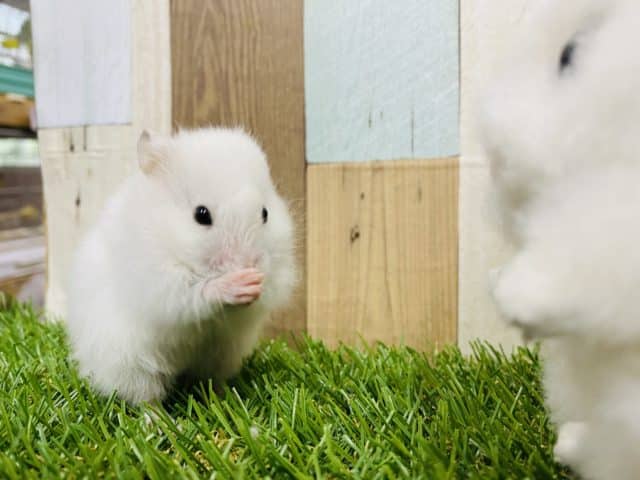ゴールデンハムスター