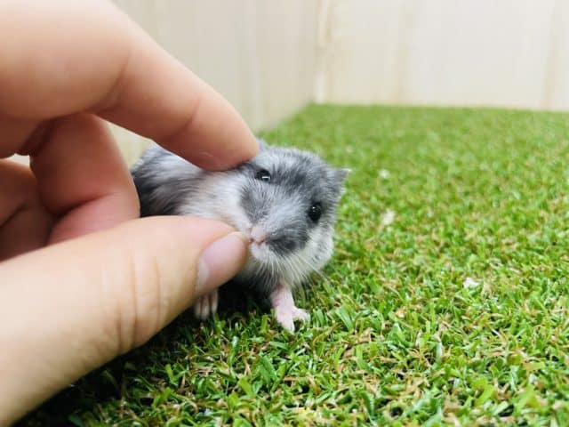 ドワーフハムスターの1種