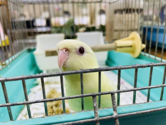 サザナミインコ
