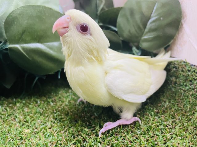 サザナミインコ