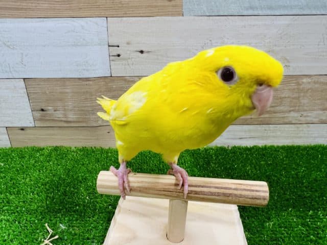 サザナミインコ