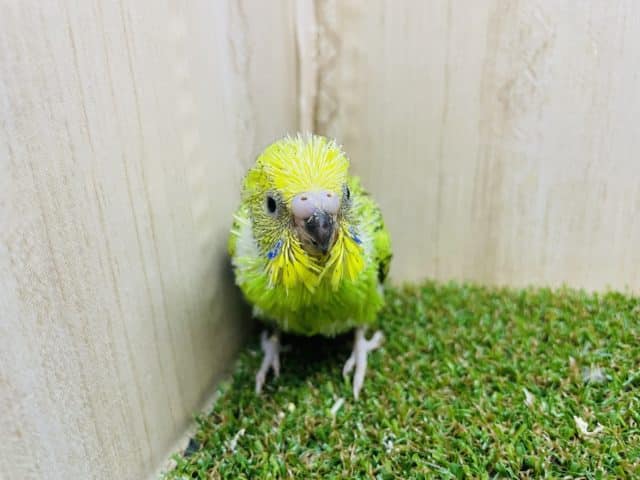 セキセイインコ