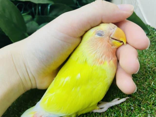 コザクラインコ（小桜インコ）