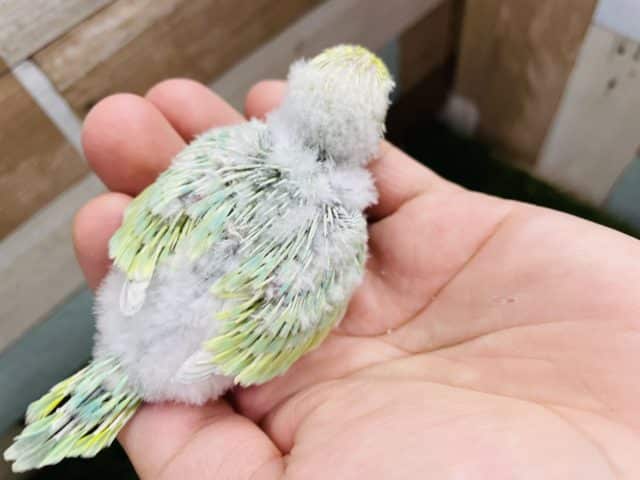 明るいグリーンの可愛いコ!セキセイインコのパステルカラーレインボー! セキセイインコ