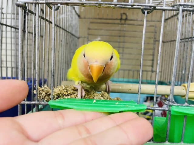 コザクラインコ（小桜インコ）
