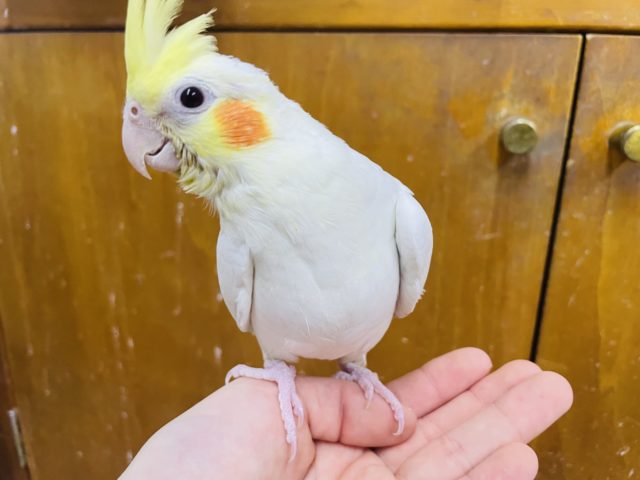 オカメインコ