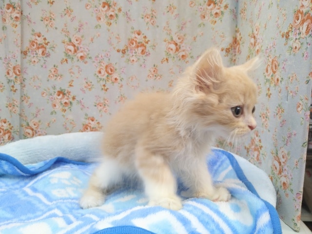 スコティッシュフォールド