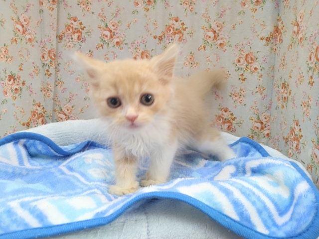 スコティッシュフォールド