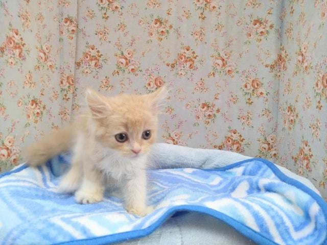 スコティッシュフォールド