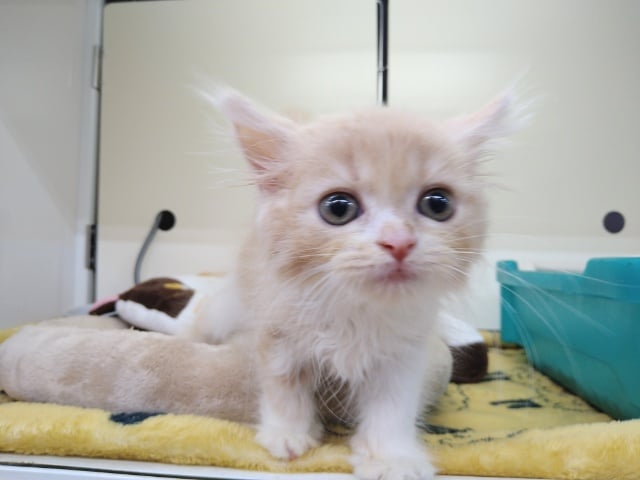 スコティッシュフォールド