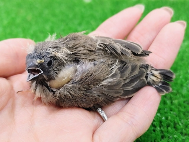 錦花鳥（キンカチョウ）