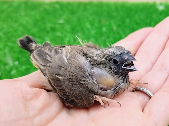 錦花鳥（キンカチョウ）