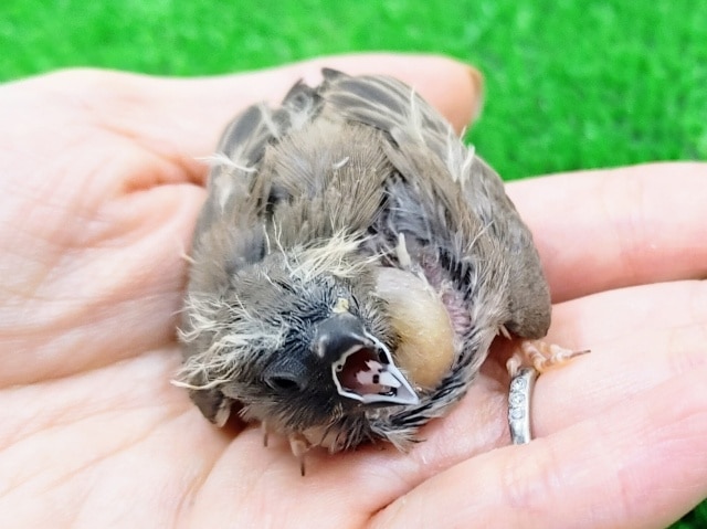 錦花鳥（キンカチョウ）