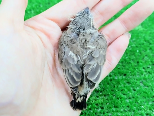 錦花鳥（キンカチョウ）