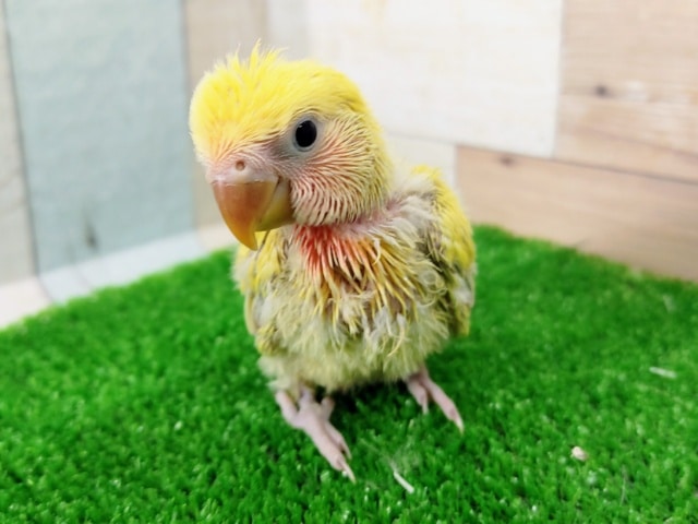 コザクラインコ（小桜インコ）