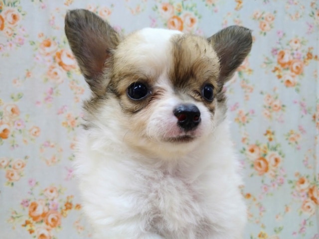 とにかく明るいチワワ君が来ましたよ〜 チワワ