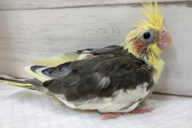 オカメインコ