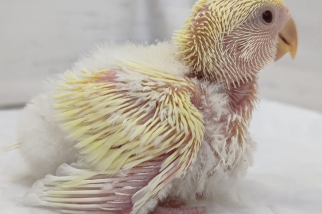 コザクラインコ（小桜インコ）