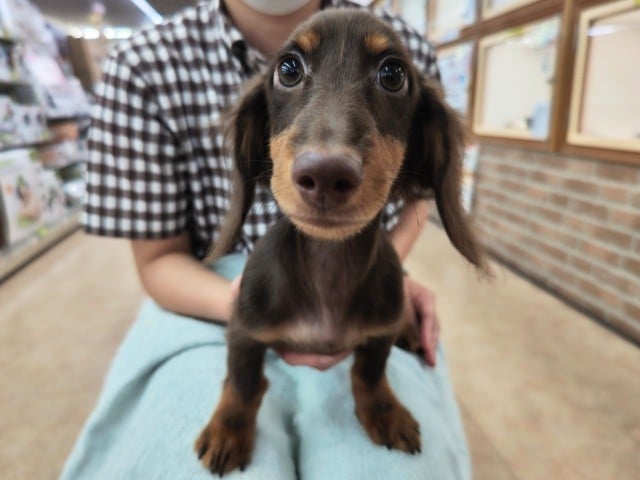 ミニチュアダックス