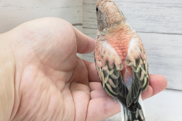 最新画像あり! キレイなピンクが特徴的~💞 アキクサインコ(ローズ) アキクサインコ(秋草インコ)