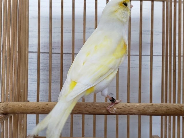 レモンカナリア