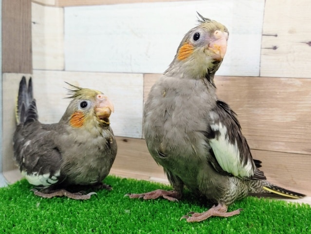 オカメインコ