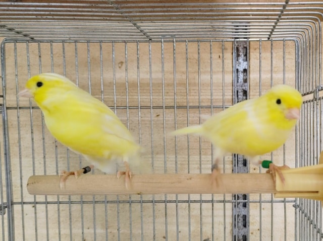 レモンカナリア