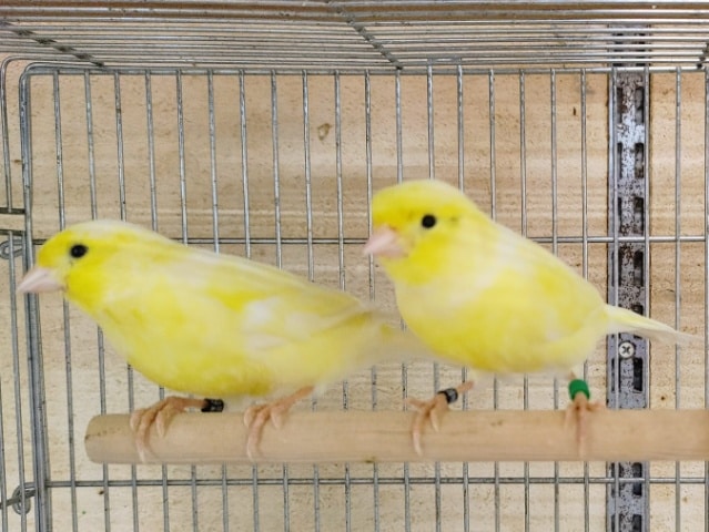 レモンカナリア