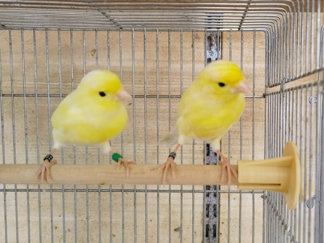 レモンカナリア