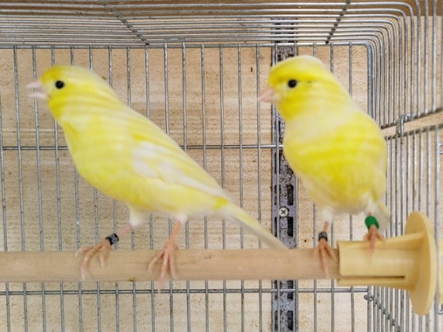 レモンカナリア