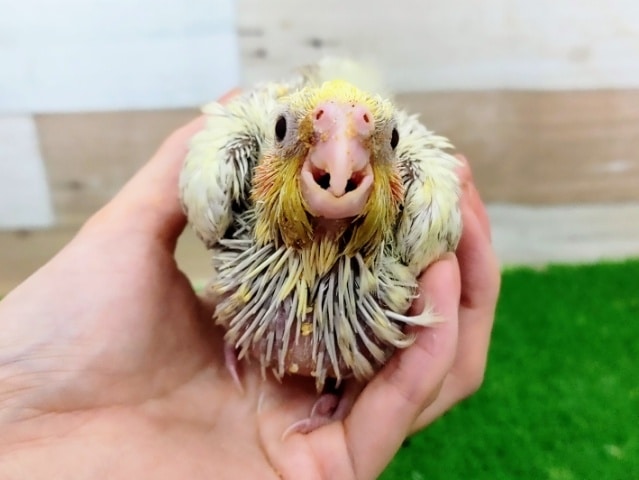オカメインコ