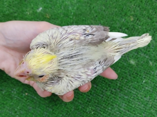 オカメインコ